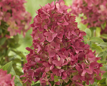 Hydrangea paniculata Groundbreaker® Ruby