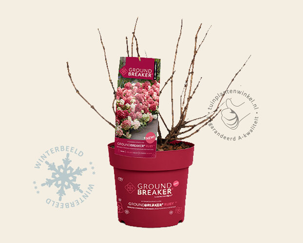 Hydrangea paniculata Groundbreaker® Ruby