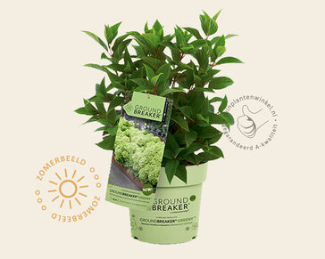 Hydrangea paniculata Groundbreaker® Greeny