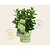 Hydrangea paniculata Groundbreaker® Greeny