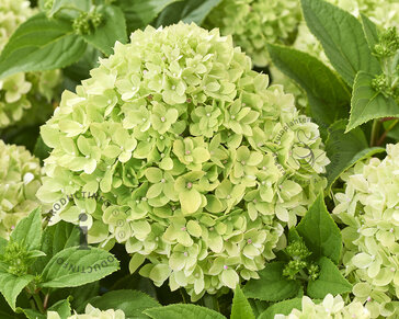 Hydrangea paniculata Groundbreaker® Greeny