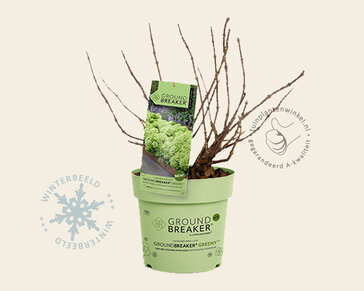 Hydrangea paniculata Groundbreaker® Greeny