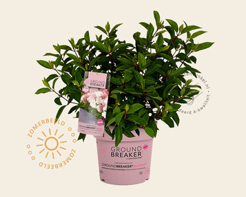 Hydrangea paniculata Groundbreaker® Blush image