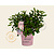 Hydrangea paniculata Groundbreaker® Blush