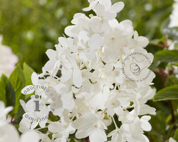 Hydrangea paniculata Groundbreaker® Blush