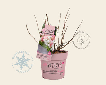 Hydrangea paniculata Groundbreaker® Blush