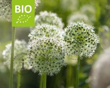Allium 'Mount Everest' - BIO image