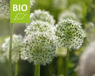Allium 'Mount Everest' - BIO