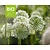 Allium 'Mount Everest' - BIO