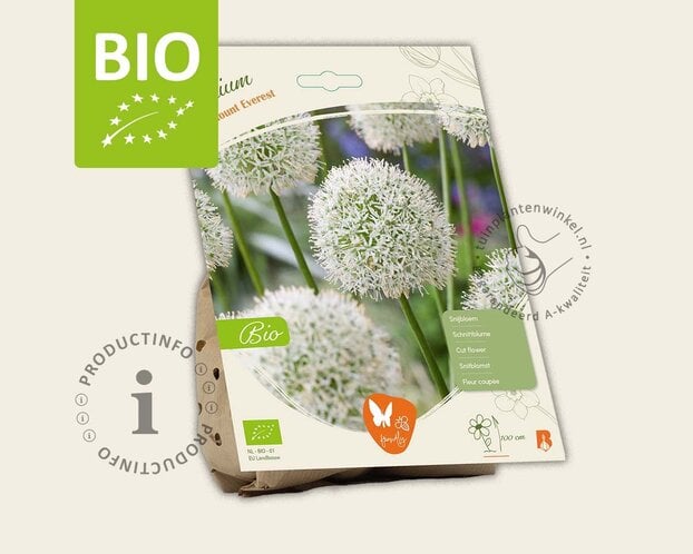 Allium 'Mount Everest' - BIO