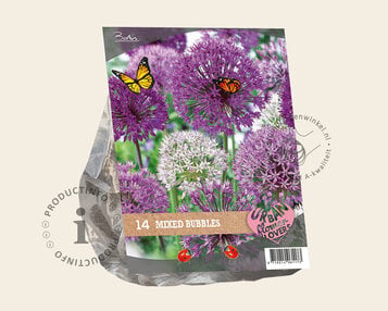 Allium Mixed Bubbles image