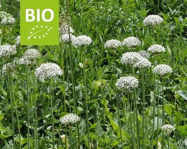 Allium nigrum - BIO