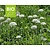 Allium nigrum - BIO