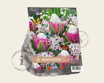 Tulipa / Allium - Spring Feelings image