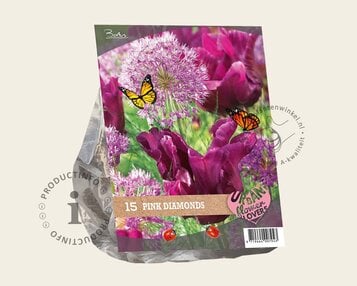 Tulipa / Allium - Pink Diamonds image