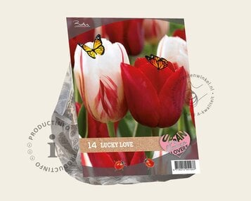 Tulipa Lucky Love image