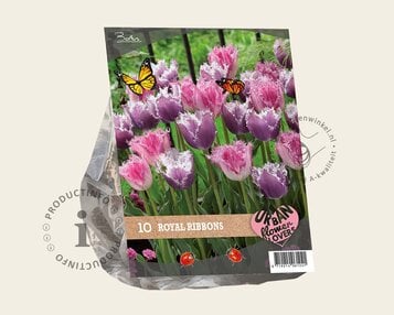 Tulipa Royal Ribbons image