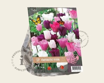 Tulipa Fantastic Four image