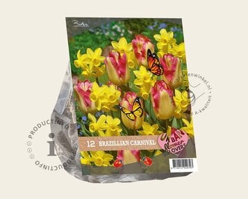 Tulipa / Narcissus - Brazilian Carnaval image