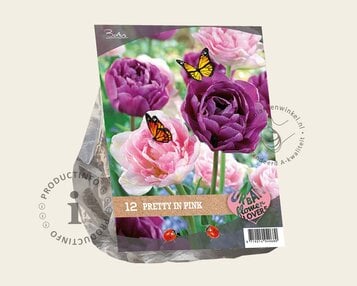 Tulipa Pretty in Pink image