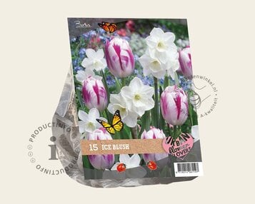 Tulipa / Narcissus - Ice Blush image