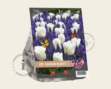 Tulipa / Muscari - Borders Beauty image