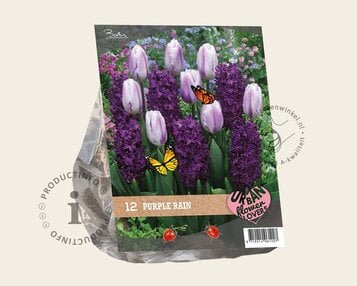 Tulipa / Hyacinthus - Purple Rain image