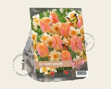 Tulipa / Narcissus - Sweet Lingery image