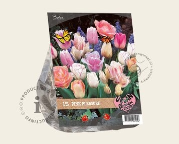 Tulipa Pink Pleasure image