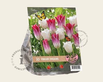 Tulipa Virgin Dreams image