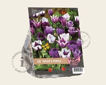 Tulipa Proud & Purple image