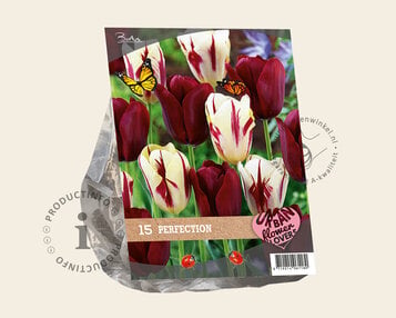 Tulipa Perfection image