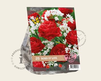 Tulipa / Allium - Roses of Love image