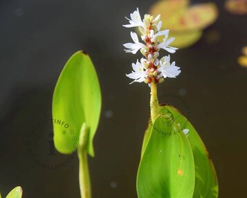 Pontederia cordata 'White Pike' image