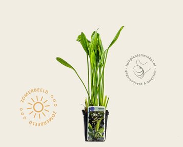 Sagittaria graminea image