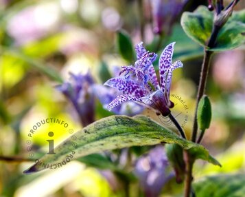 Tricyrtis hirta image