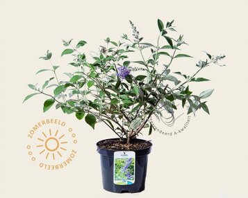 Buddleja davidii 'Lochinch' image