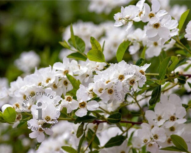 Exochorda racemosa 'Niagara' - XL