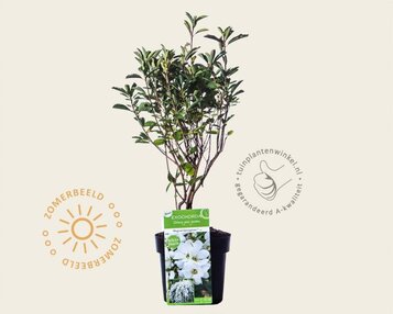 Exochorda 'Kolmaspirit Magical Springtime' image