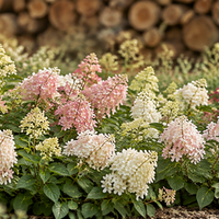 Hydrangea Groundbreaker®
