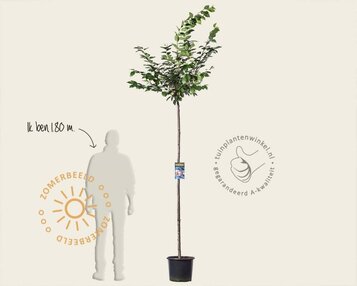 Prunus 'Accolade' - 180 cm stam image