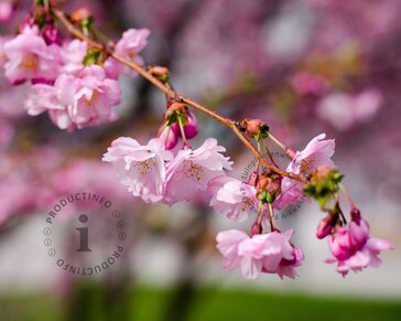 Prunus 'Accolade' - 180 cm stam