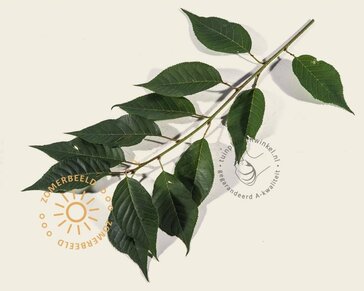 Prunus 'Accolade' - 180 cm stam