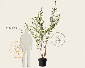 Prunus 'Accolade' - meerstammig image