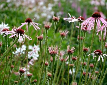 Echinacea pallida image