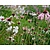 Echinacea pallida