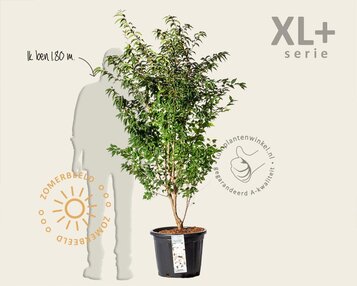 Prunus nipponica 'Brillant' - XL+ image