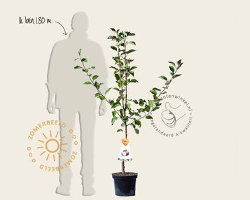 Malus domestica 'Summerred' - laagstam image