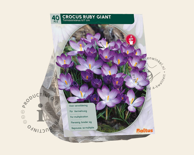 Crocus tomassinianus 'Ruby Giant'
