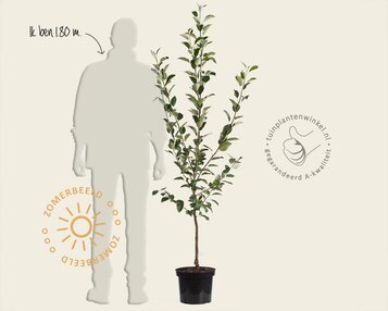 Malus domestica 'Delcorf' - laagstam image